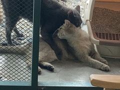 -喵屿·大理花园猫咖