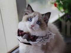 -lincat·猫舍(广州店)