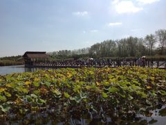 -溱湖国家湿地公园