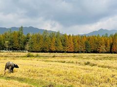 -塔川景区