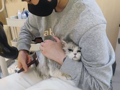 -momokira米努特·德文卷毛猫·棉花面纱犬
