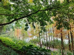 -重庆彩云湖湿地公园