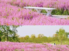 -花开海上生态园