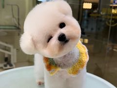 -翊宠yipet猫狗购宠庄园犬舍•猫舍