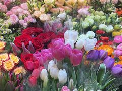 -朝来春花卉市场