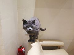 -藏猫猫咖啡主题馆(中央大道店)