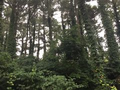 -汉拿树木园