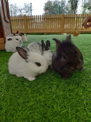 -萌宠亲子动物乐园(槐房万达店)