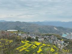 -桑洲油菜花景区