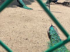 -苏州上方山国家森林公园