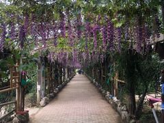 -呀路古热带植物园