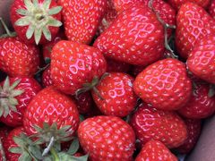 -小鱼草莓采摘园农家乐·小鱼餐厅