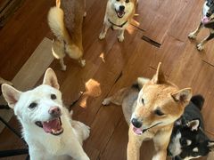 -柴犬高等学院·狗咖·柴犬售卖·宠物训练