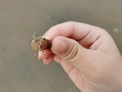 -万尾金滩