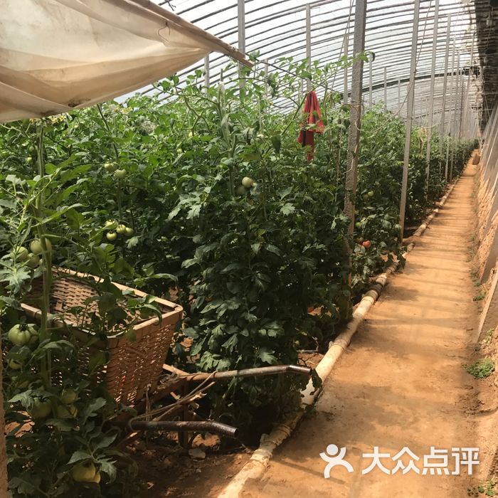 山东大厦生态农业科技园图片-北京采摘/农家乐-大众点评网