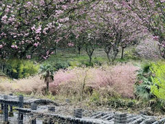 -花溪风景区