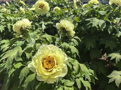 -曹州百花园