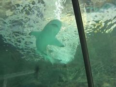 -北戴河圣蓝海洋公园