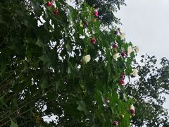 -白鹭湾湿地公园