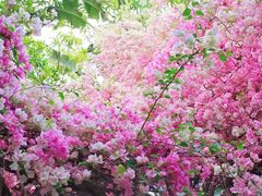 -深圳国际园林花卉博览园