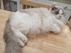 -楼上猫咖(罗湖店)
