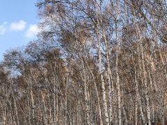 -塞罕坝国家级自然保护区