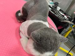 -宠福鑫康馨动物医院·骨科·眼科
