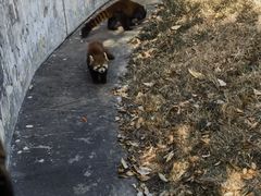 -合肥野生动物园