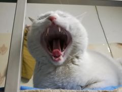 -瑞鹏宠物医院·爱宠堂·骨外专科(西荷分院)