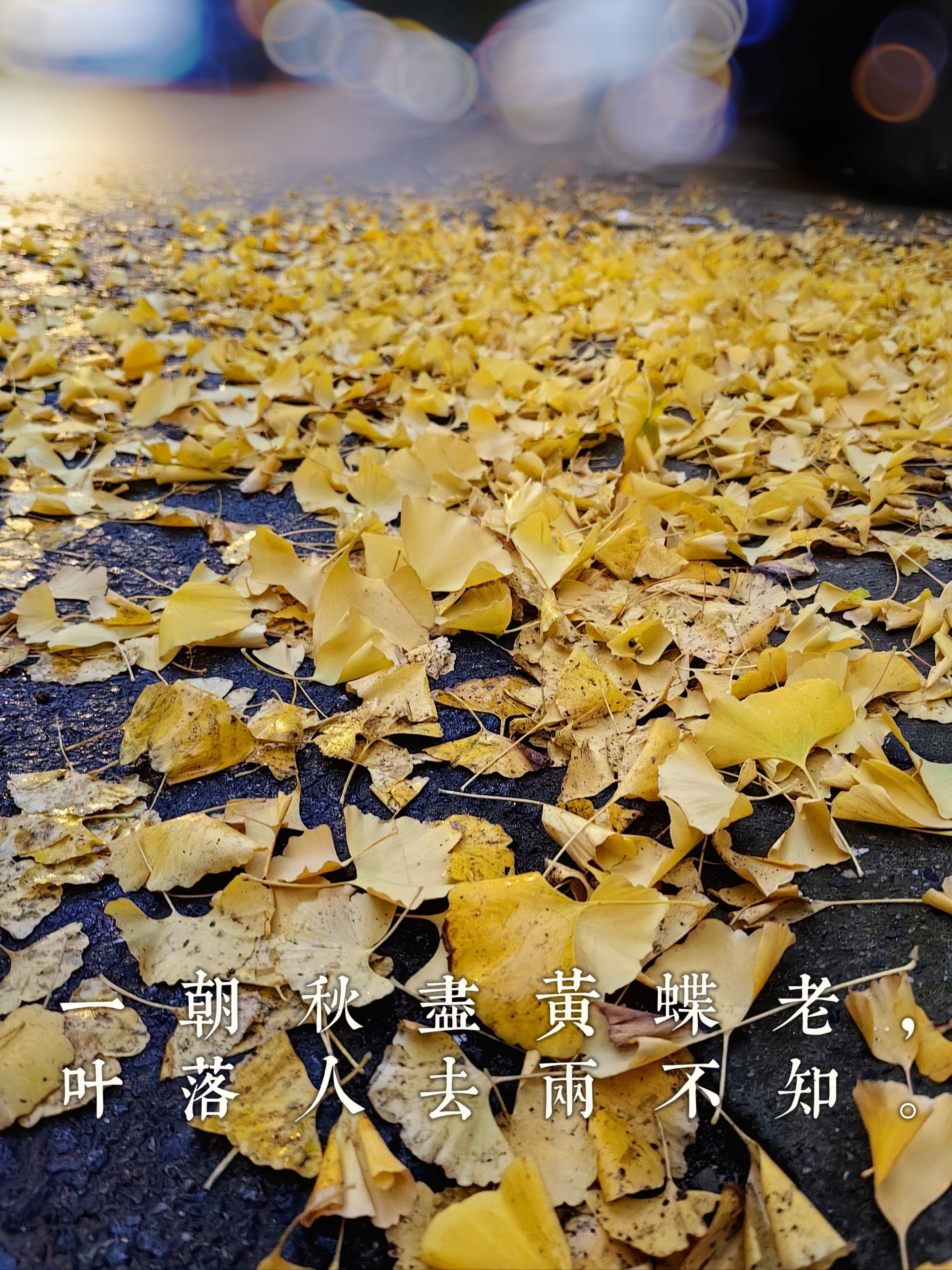 满地金黄,落叶不扫