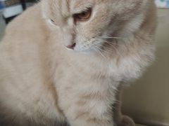 -千城康桥宠物医院·猫科·骨科·心脏