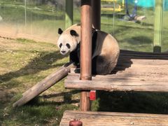 -栾川竹海野生动物园