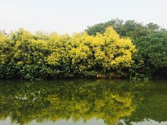 -大湾区中央湿地公园