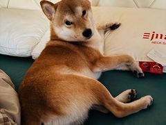 -瑞派宠物医院·犬猫全科·猫友好(宾水西道店)