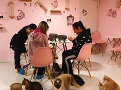 -三花喵·撸猫购宠·宠物生活馆(虹桥南丰城店)