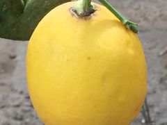 -南通洲际绿博园