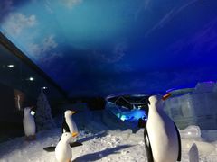 -世界之窗阿尔卑斯冰雪世界