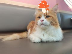 -喵园·猫主题咖啡厅·撸猫·猫咖(国贸店)