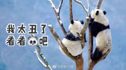 -ODIN 奥丁形象设计 