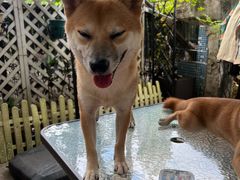 -柴犬高等学院·狗咖·柴犬售卖·宠物训练