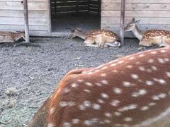 -安德鲁户外烧烤帐篷营地(马泉营店)