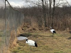 -钏路市丹顶鹤自然公园