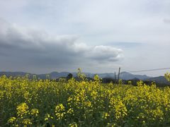 -桑洲油菜花景区