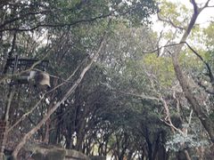 -普陀山风景区-佛顶山
