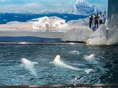 -秦皇岛乐岛海洋王国