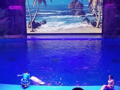 -芜湖新华联大白鲸海洋公园