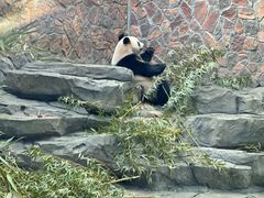 -鸡鸣汤包(红山动物园店)