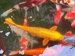 -羊楼洞