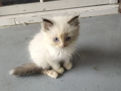 -楼上猫咖(罗湖店)