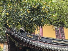 -普陀山风景名胜区-法雨禅寺